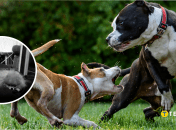 Стаффордширские терьеры