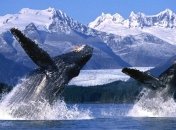 Сегодня Всемирный день защиты морских млекопитающих