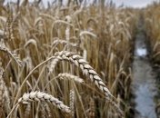 В Узбекистане собран рекордный для страны урожай зерна 