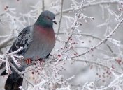 День святого Трифона: народные обычаи и приметы на 14 февраля