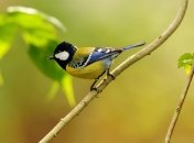 Вечерняя сказка. Как птичка осуществила свою мечту