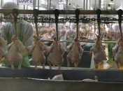 Спрос на молоко, мясо и яйца растёт