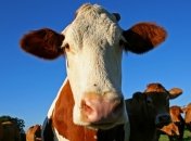 Уникальное открытие: коровье молоко вылечит от ВИЧ