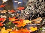 Опавшие листья клена.