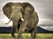 В Техасе не будут продавать лицензию на убийство слона