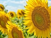 Начало новой недели несет похолодание в Украину