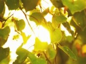 Прогноз погоды на 8 июня: в Украине будет жарко до +31 градуса