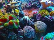 Состояние Мезоамериканского кораллового рифа ухудшилось