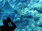 Наибольший в Восточной Европе аквариум - в Киеве