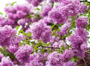 В эти выходные погода в Украине будет теплой и дождливой