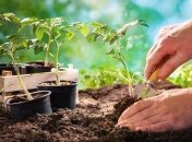 Перевозка рассады — это также важное и ответственное мероприятие