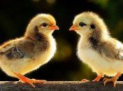 Ученые планируют обратить эволюцию вспять и вывести  ''курозавра''