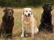 Лабрадоры