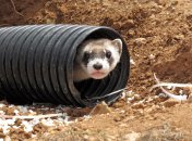 Чорноногий тхір