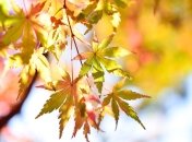 Погода в Україні до кінця тижня обіцяє бути сонячною