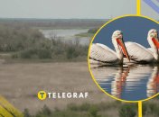 Пелікани на Каховському водосховищі