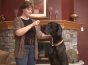 ВИДЕОпозитив: самая большая собака в мире