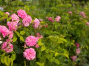 Уход за розами летом