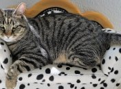 Полоскуны, порнозвезды и экстремалы: лучшие курьезы с котами за неделю