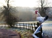 "Биочасы" помогают кукарекать петухам