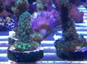 Неизвестно как, но понятно почему: редкие животные и растения умеют собираться в группы