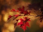 Дожди и грозы: прогноз погоды на 10-11 октября