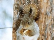 21 января - приметы и обряды на день Емельяны Перезимник