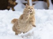 Больше всего снега выпадет в Ужгороде и Сумах