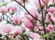 Так цветет магнолия