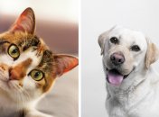 Цікавий тест для любителів тварин