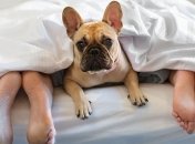 Ученые назвали лучшую замену супруга в кровати