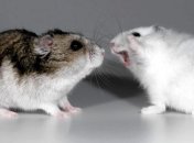 Ученые научились контролировать агрессию воздействием на мозг