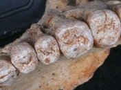 Находка в Израиле перевернула теорию миграции людей из Африки 