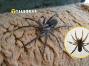 Паук-волк отличается от своих сородичей тем, что не плетет паутину