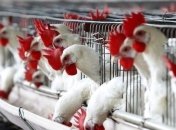 В Китае зафиксировали вспышку новой смертельной болезни