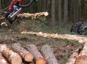 Начато производство по факту вырубки лесов стоимостью около 1,55 млн грн