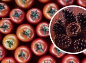 З шишок можна приготувати добрива