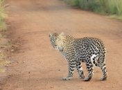 В шотландском парке показали трех семинедельных детенышей снежного леопарда