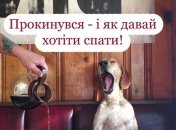 Доброе утро — это когда ты его проспал: уморительные шутки о трудностях ранних подъемов