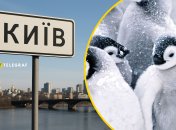 Коллаж "Телеграф"