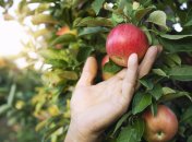 Яблоки будут крупные и сладкие