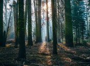 Tesla в Германии: Суд одобрил вырубку сотен гектаров леса под новый завод