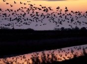 Перелетные птицы разносят опасную тропическую лихорадку