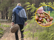 Починається пора тихого полювання