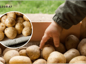 Як правильно зберігати картоплю на зиму