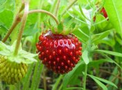 22 июня 2015, примета дня. Кто-то поможет вам продвинуть ваши идеи