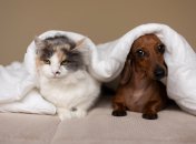 Кошка и собака