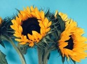 2 августа - праздник, что категорически запрещено делать, главные приметы