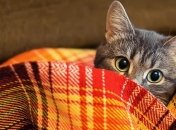 Морозы, снег и туман: синоптик рассказала, какой будет погода в ближайшие дни