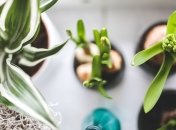 Растения, очищающие воздух в квартире (Фото)